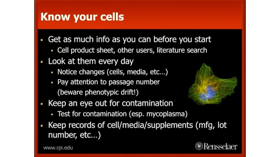 how-to-set-up-and-run-a-successful-cell-culture-lab